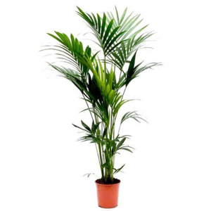Palm Kentia Howea